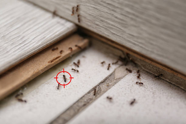 Reliable Sparta, MI Pest Control Solutions